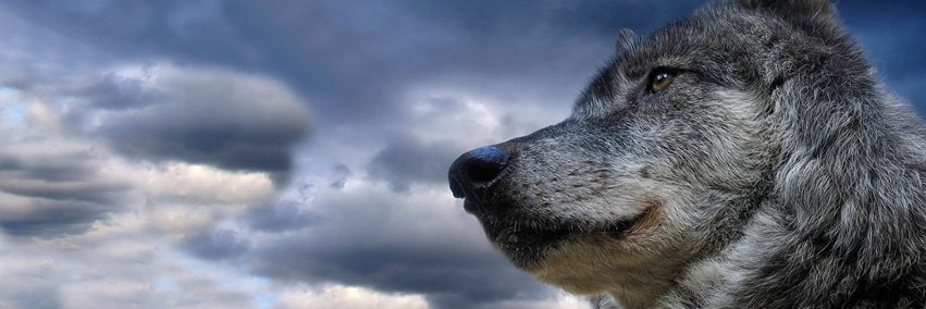barthezz_x's profile banner image