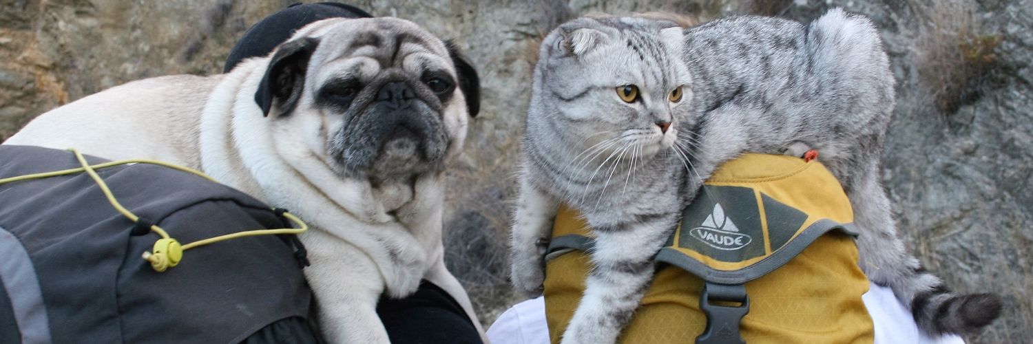 Pugandcat banner