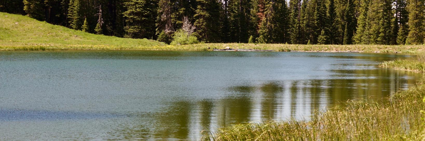 Senator Ray Scott banner