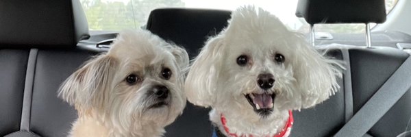 MEK1919 Profile Banner