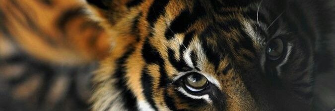 M banner