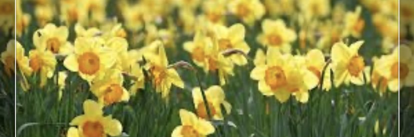 MrsBritanyWelsh's profile banner image
