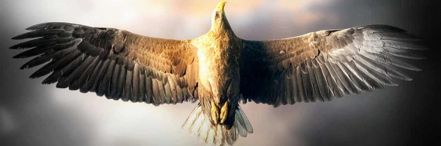Mahmut 🦅 banner