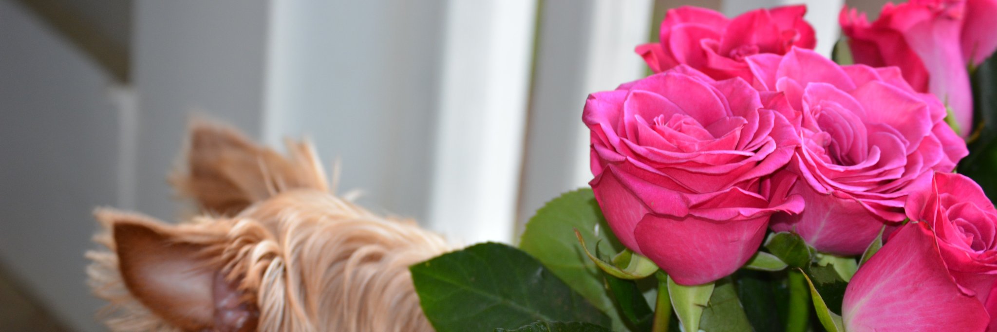 brittlfrieson's profile banner image