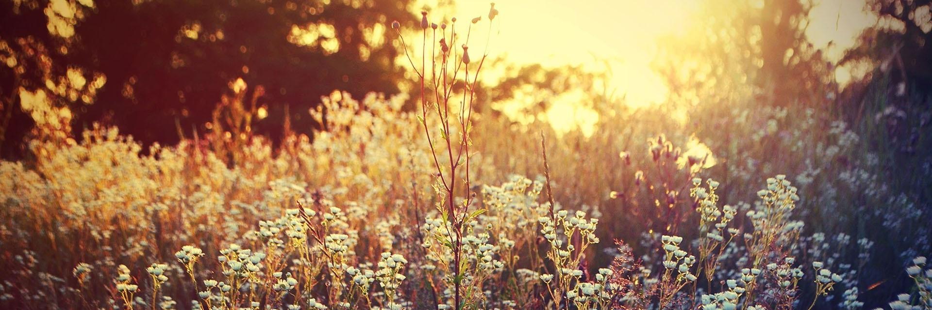SoulThreadsCo's profile banner image