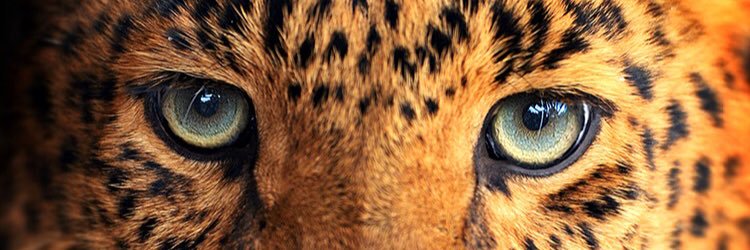 Orheezy's profile banner image