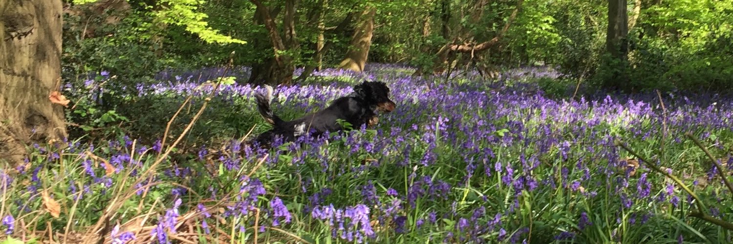 TheDogsWithMe's profile banner image