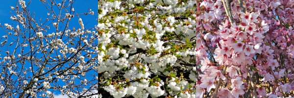 CarofromF Profile Banner