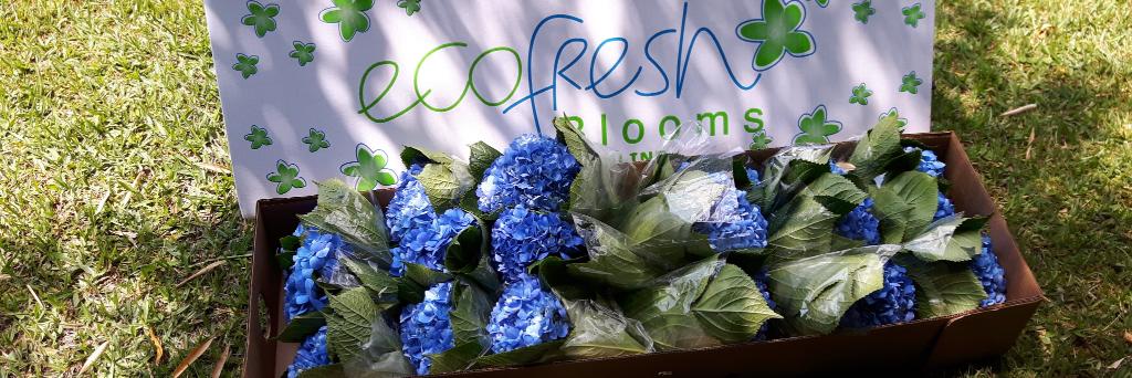 ecofreshblooms's profile banner image