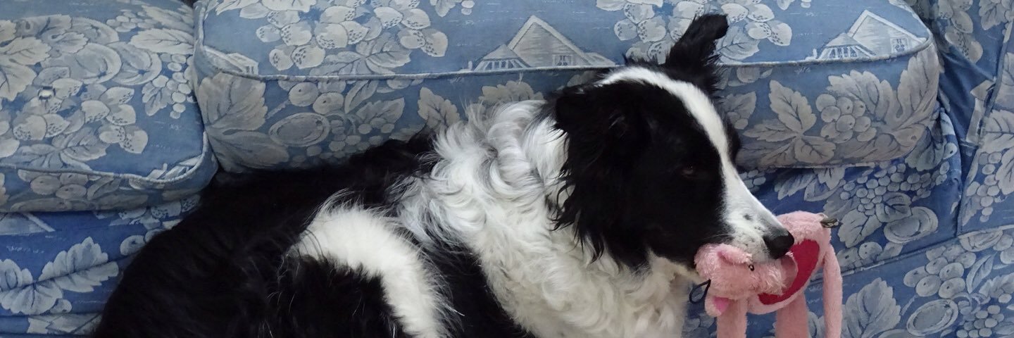 Molly The Collie banner