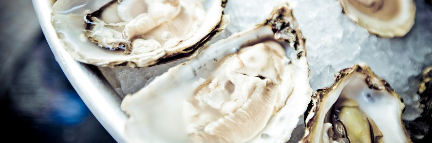 shuckhfx's profile banner image
