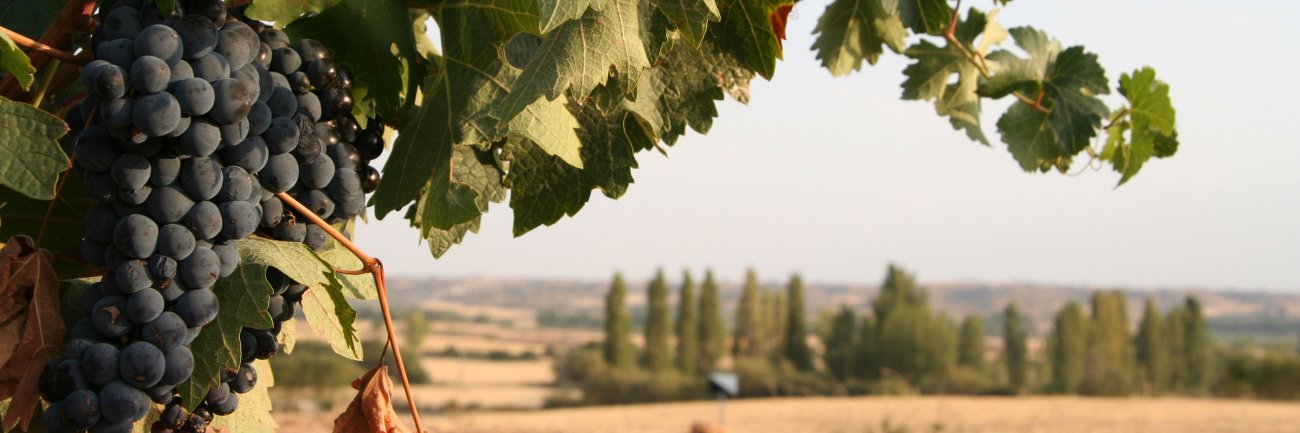 Bodega Morozán banner