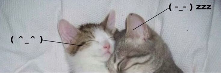 sophie ⋆°·☁︎ banner