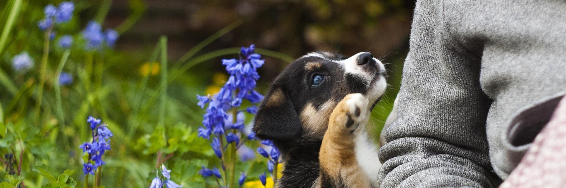 NegozioAnimali's profile banner image