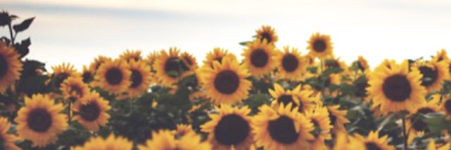 JJNicolee's profile banner image