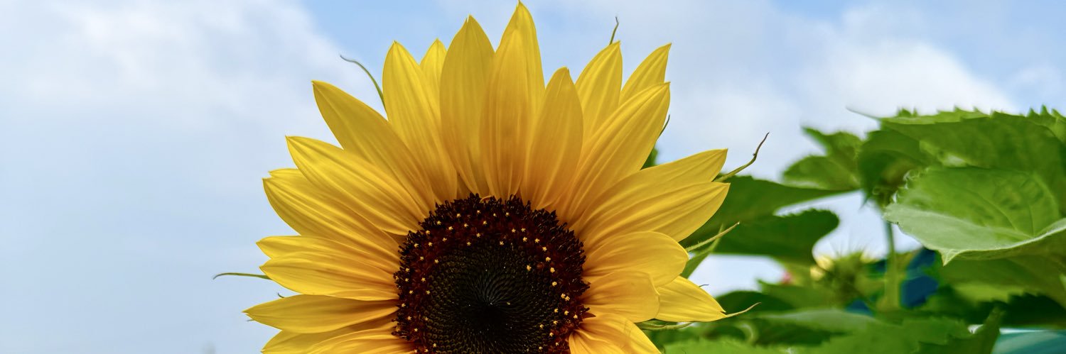 BebeAlmee's profile banner image