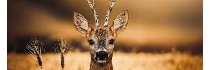 rjka86's profile banner image