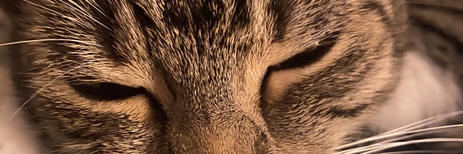 Tonipika_115's profile banner image