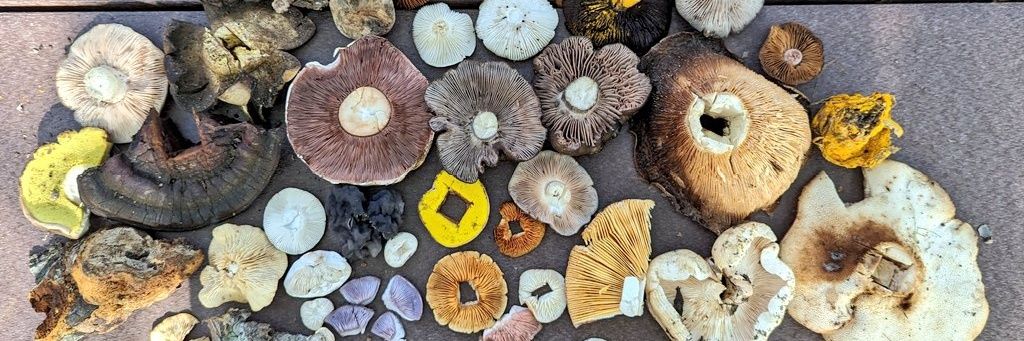 Morgan Rockwell 🍄 banner