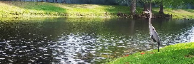 HEATHER ALARCON banner