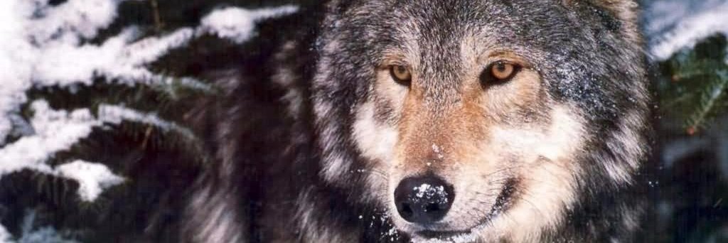 eurasianwolfie's profile banner image