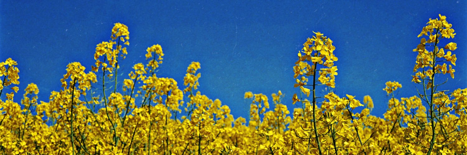 LukeWBromley's profile banner image