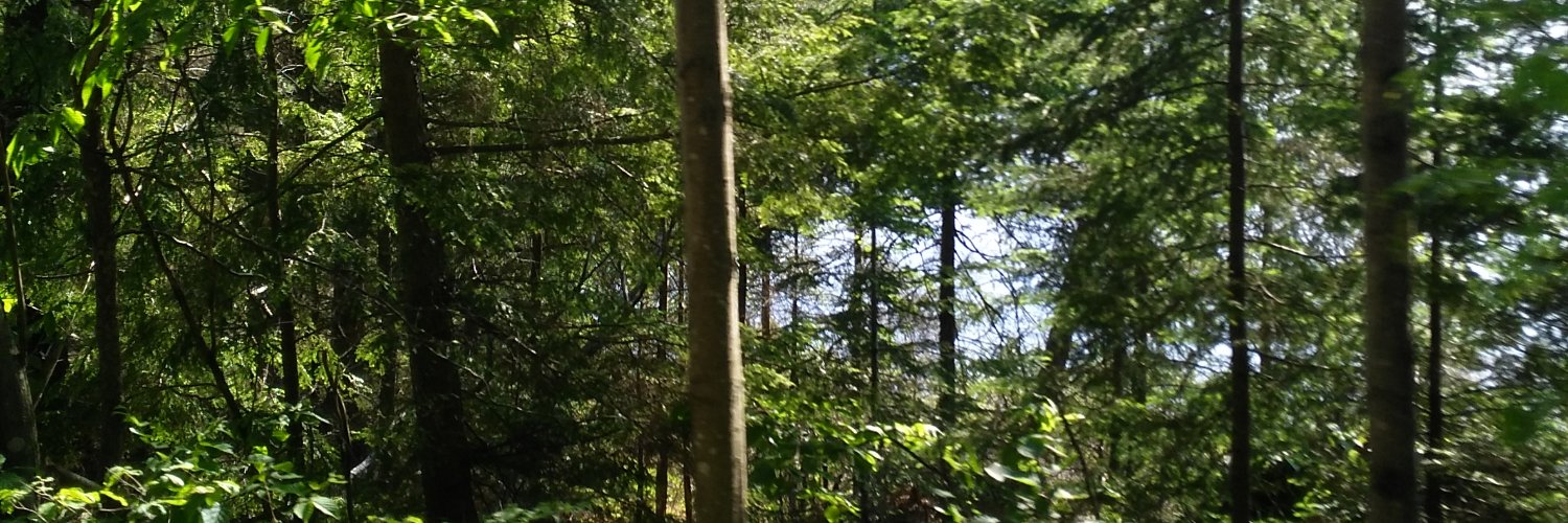 nancy_leff's profile banner image