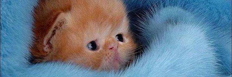 DubeeMeow's profile banner image