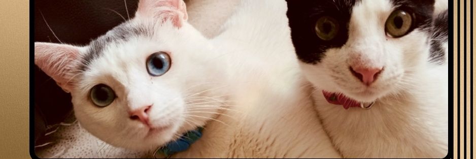 EgletBello's profile banner image