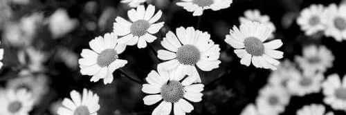 Lett_SMH's profile banner image