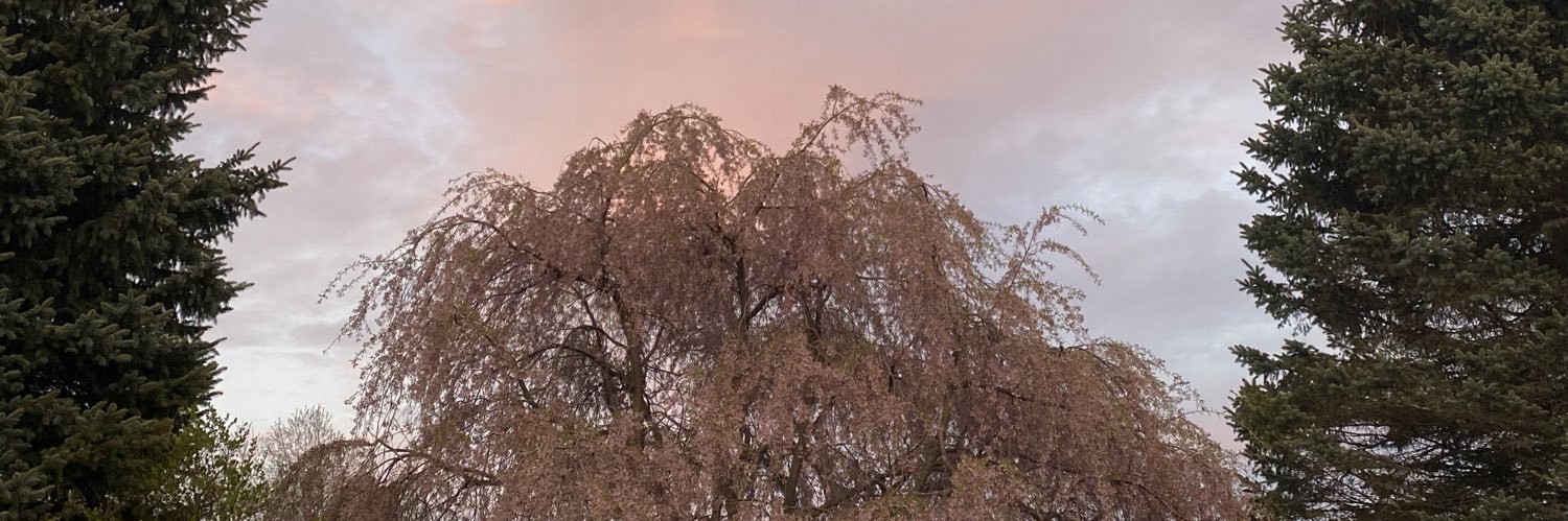 Shepapes's profile banner image