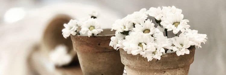 i Am eVa ᓚᘏᗢ banner