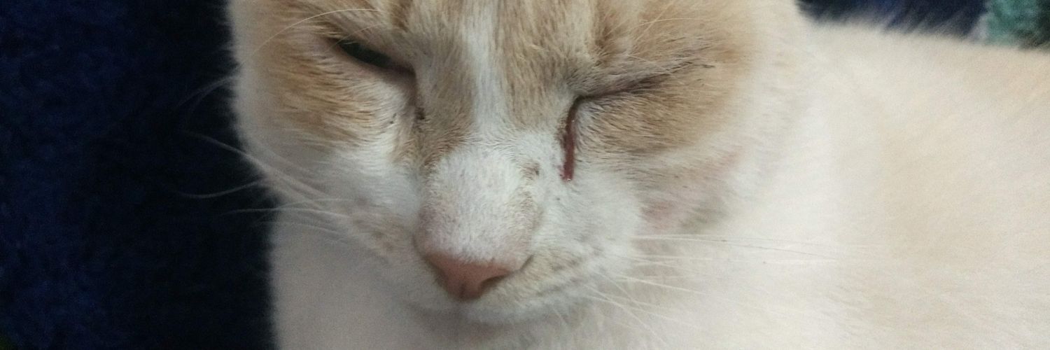 high_gore's profile banner image