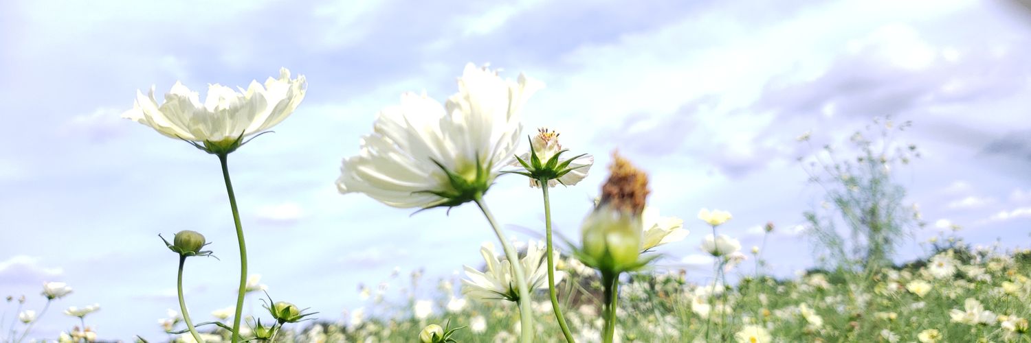 pyume150's profile banner image