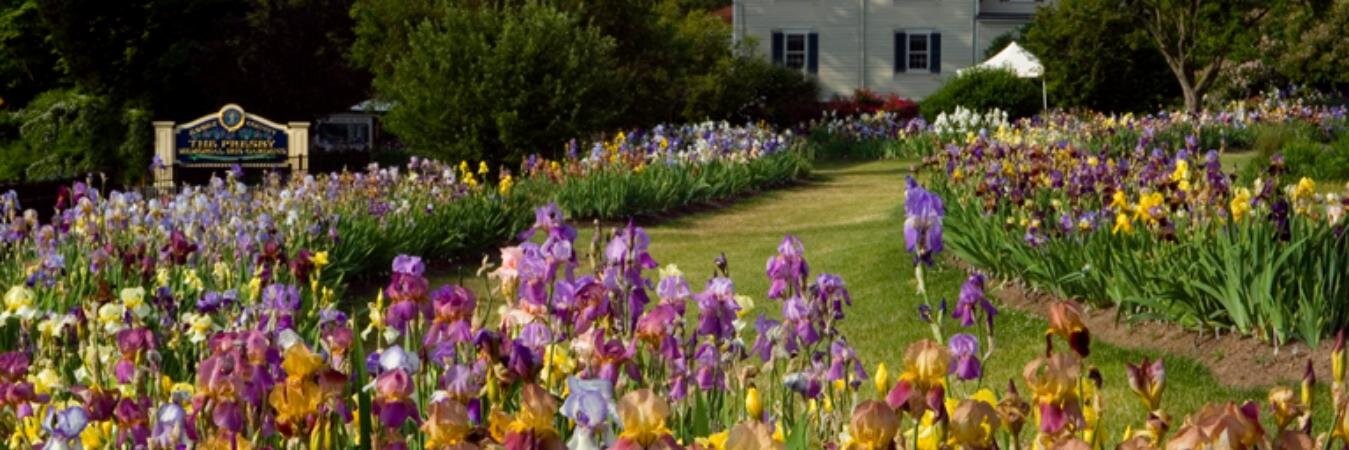 PresbyIrises's profile banner image