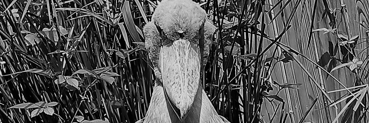 shoebillrex1's profile banner image
