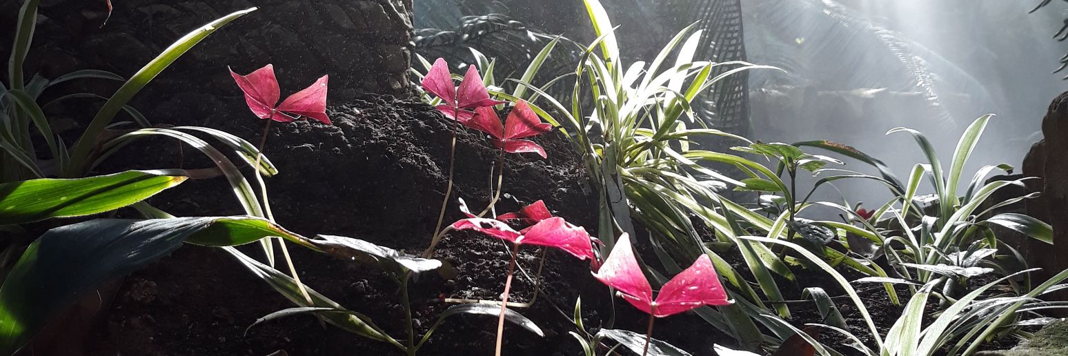 Adrienne Armstrong banner