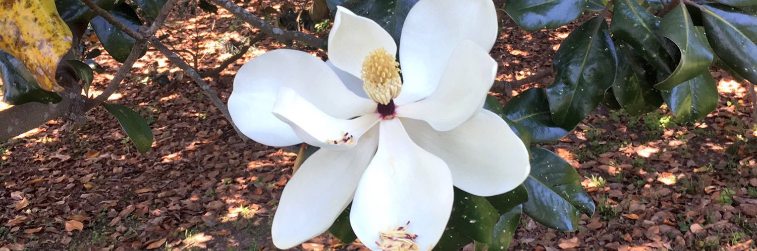 PearlDeLIS's profile banner image