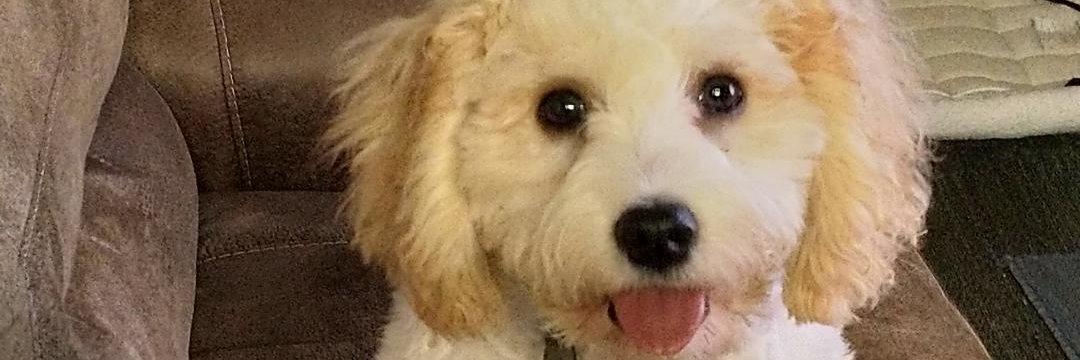 Ol' Dirty Randy banner