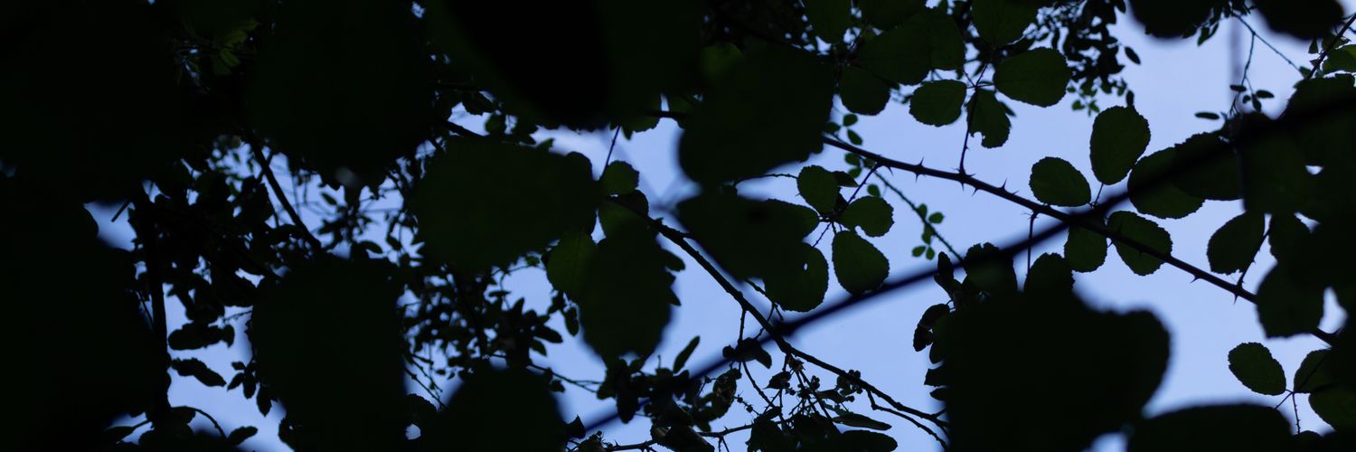 afo_2003's profile banner image