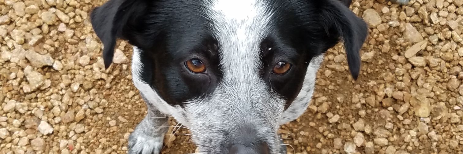 𝔻𝕣. 𝕂𝕖𝕣𝕣-𝕒𝕫𝕪 banner