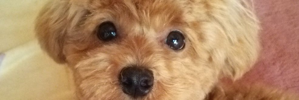 DogWangChang's profile banner image