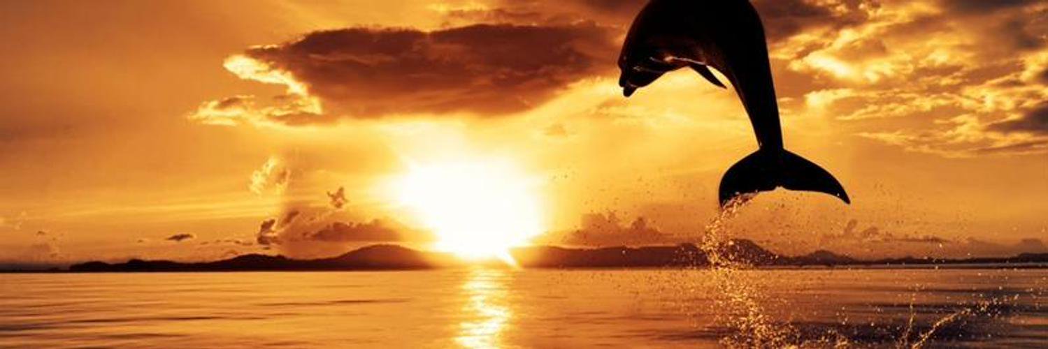 CretellaRoberta's profile banner image