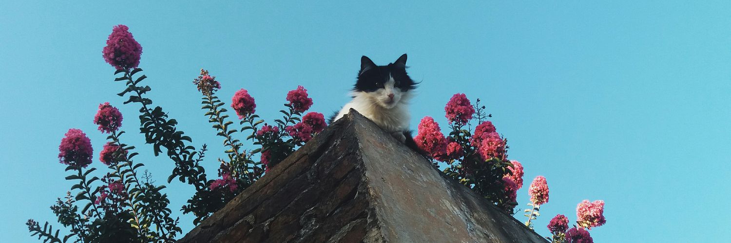fabydasilva's profile banner image