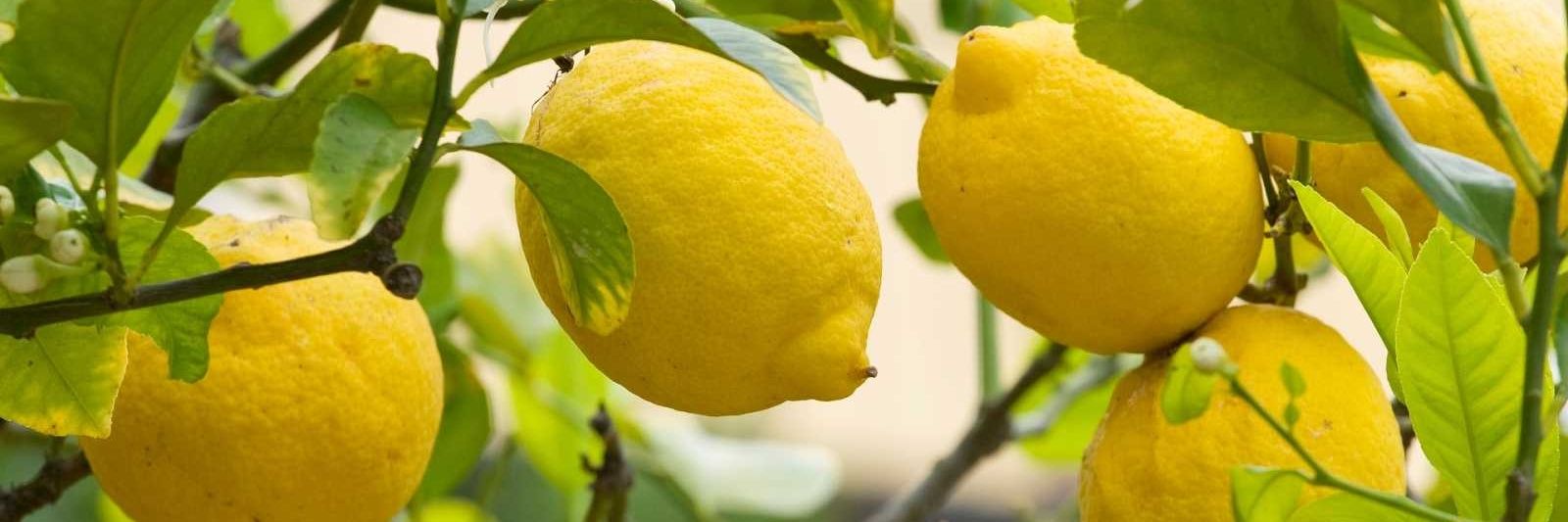 🍋Mitch Bukanan.🍋🇪🇦 banner