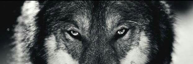 Connor Cortina banner