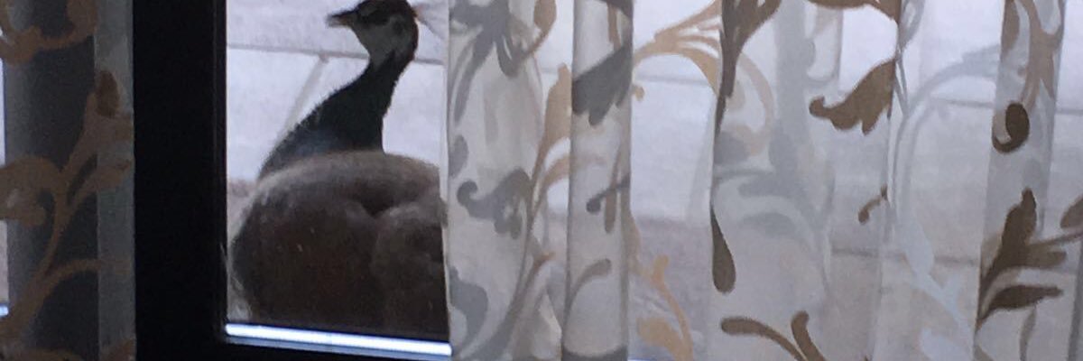 frodobruja's profile banner image