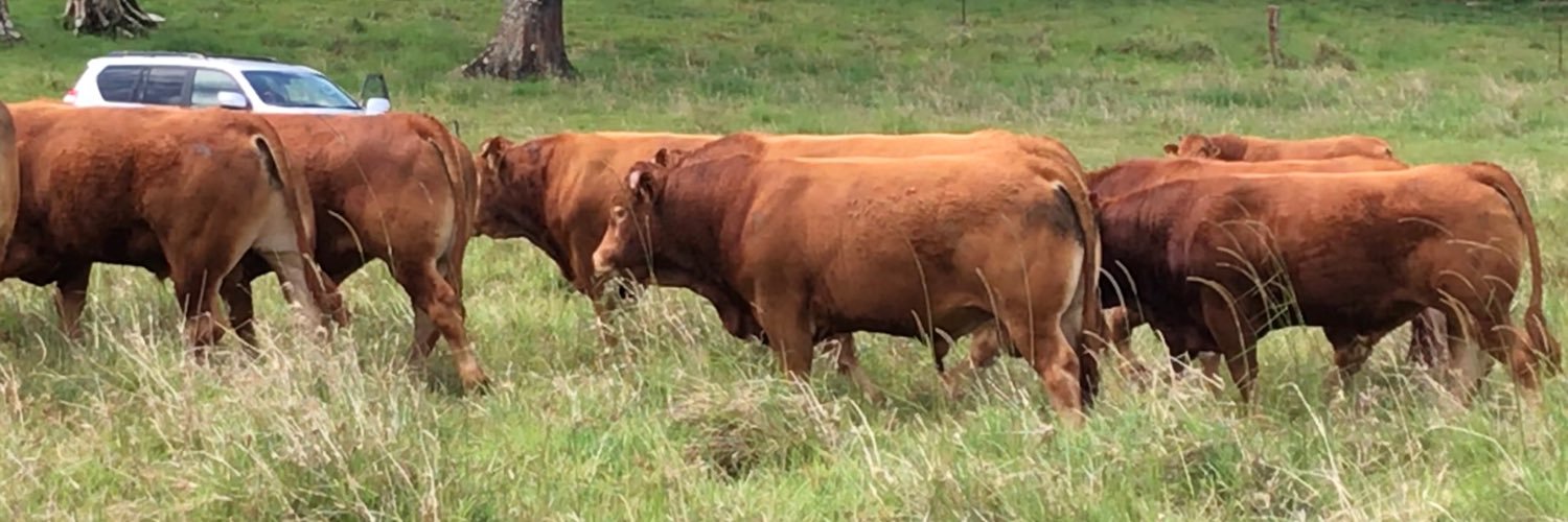 Alison Larard banner