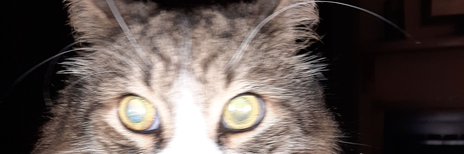 MarshMellowEnt's profile banner image