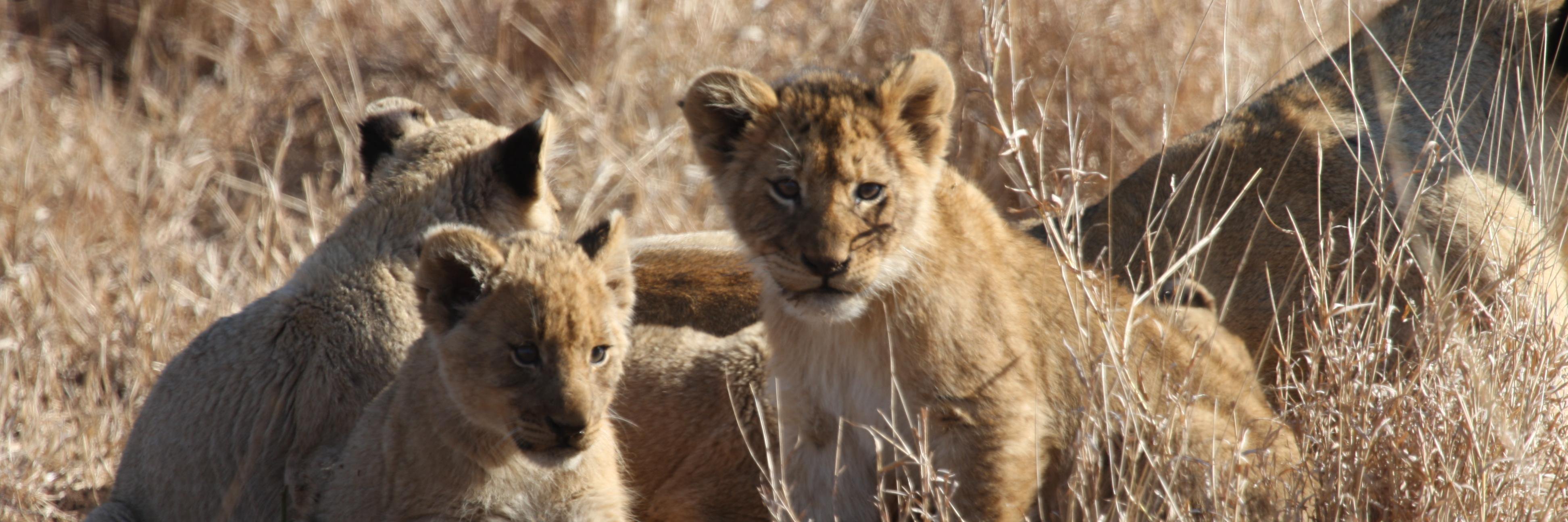 WildcrowdUK's profile banner image